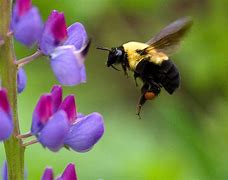 A bumblebee searches for honey