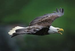 Eagle in flight